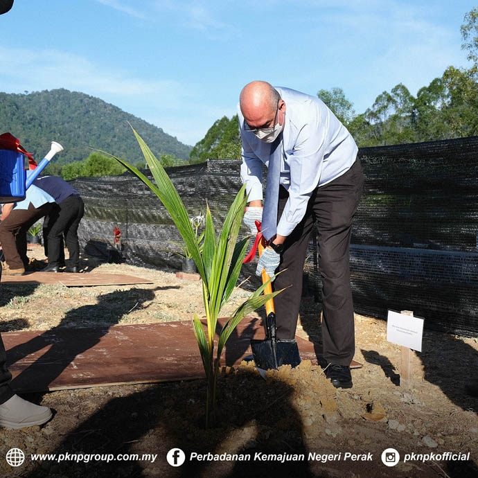 MALAYAN YELLOW DWAFT COCONUT TREE PLANTING @ PTTC